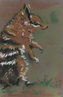 Numbat
